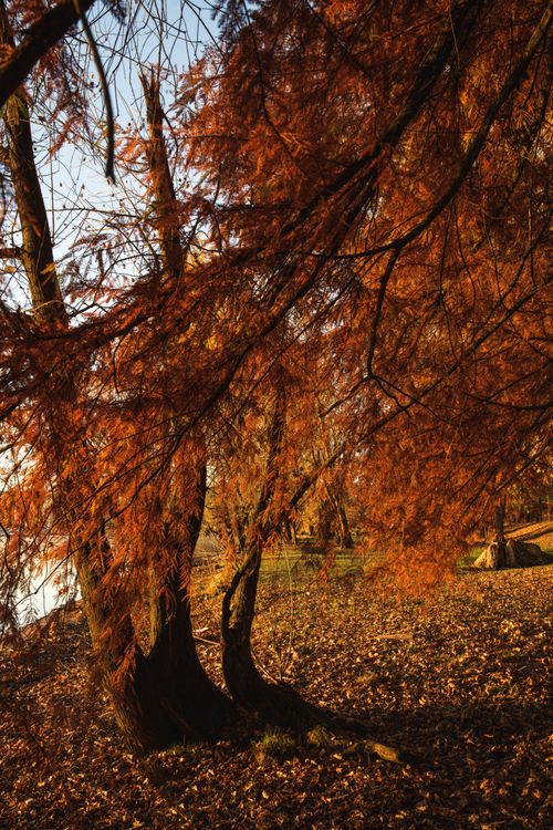 Free Scenic view of autumn trees with rich orange foliage and soft sunlight. Stock Photo