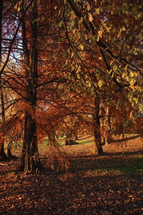 Free Golden autumn leaves create a tranquil scene in a peaceful woodland setting. Stock Photo