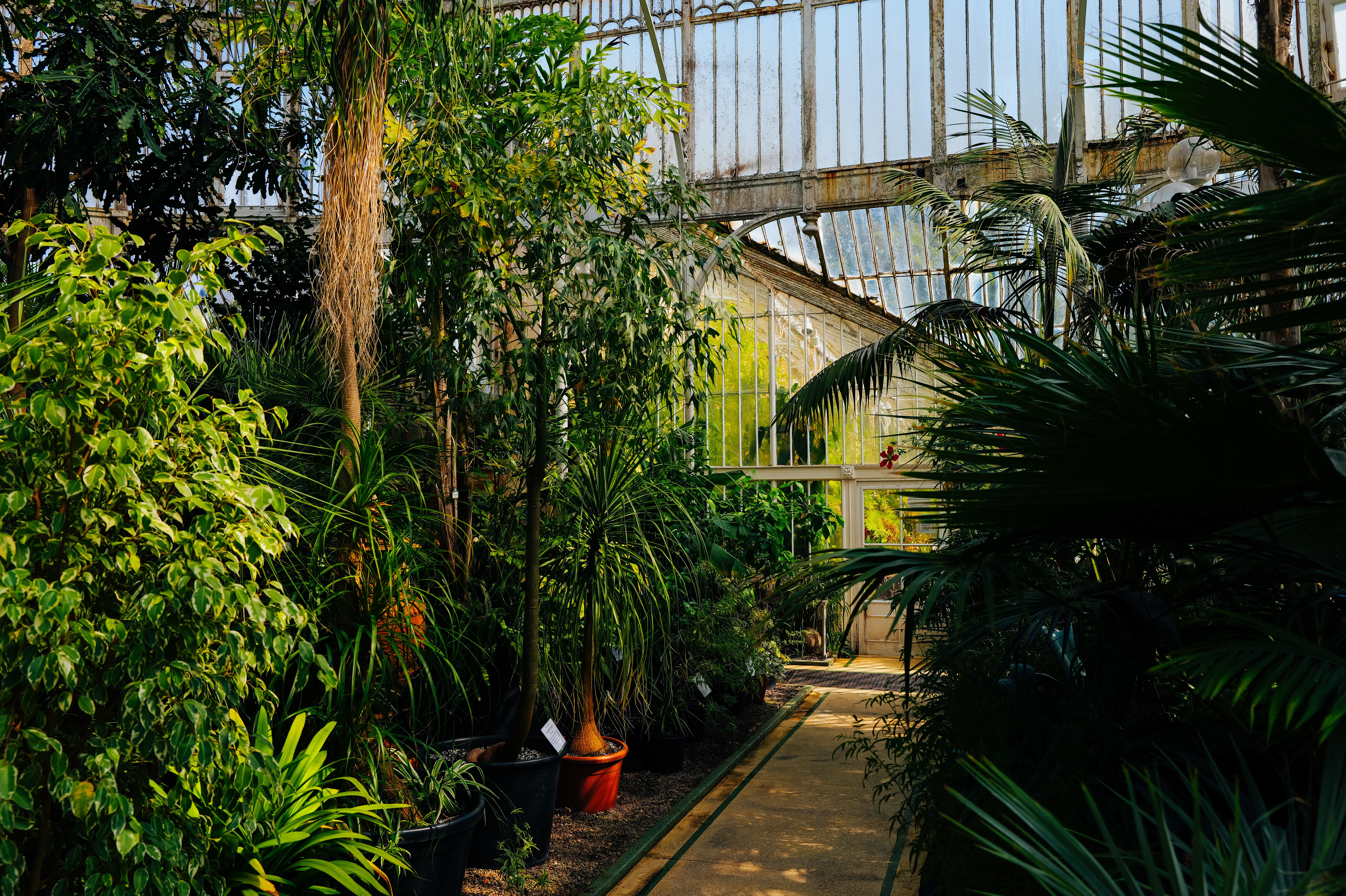 Lush Greenhouse Interior with Vibrant Foliage · Free Stock Photo