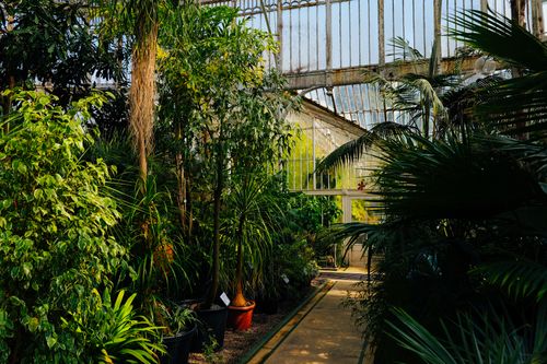 Free Explore the serene beauty of a lush greenhouse filled with diverse plant life under bright daylight. Stock Photo