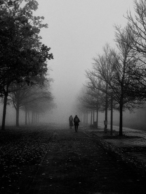 Free Two people walking in a foggy park alley lined with bare trees, creating a mysterious ambiance. Stock Photo