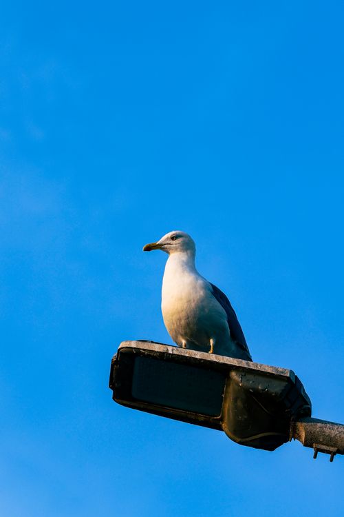 Free A seagull perched on a lamp post against a clear blue sky in İstanbul, Türkiye. Stock Photo