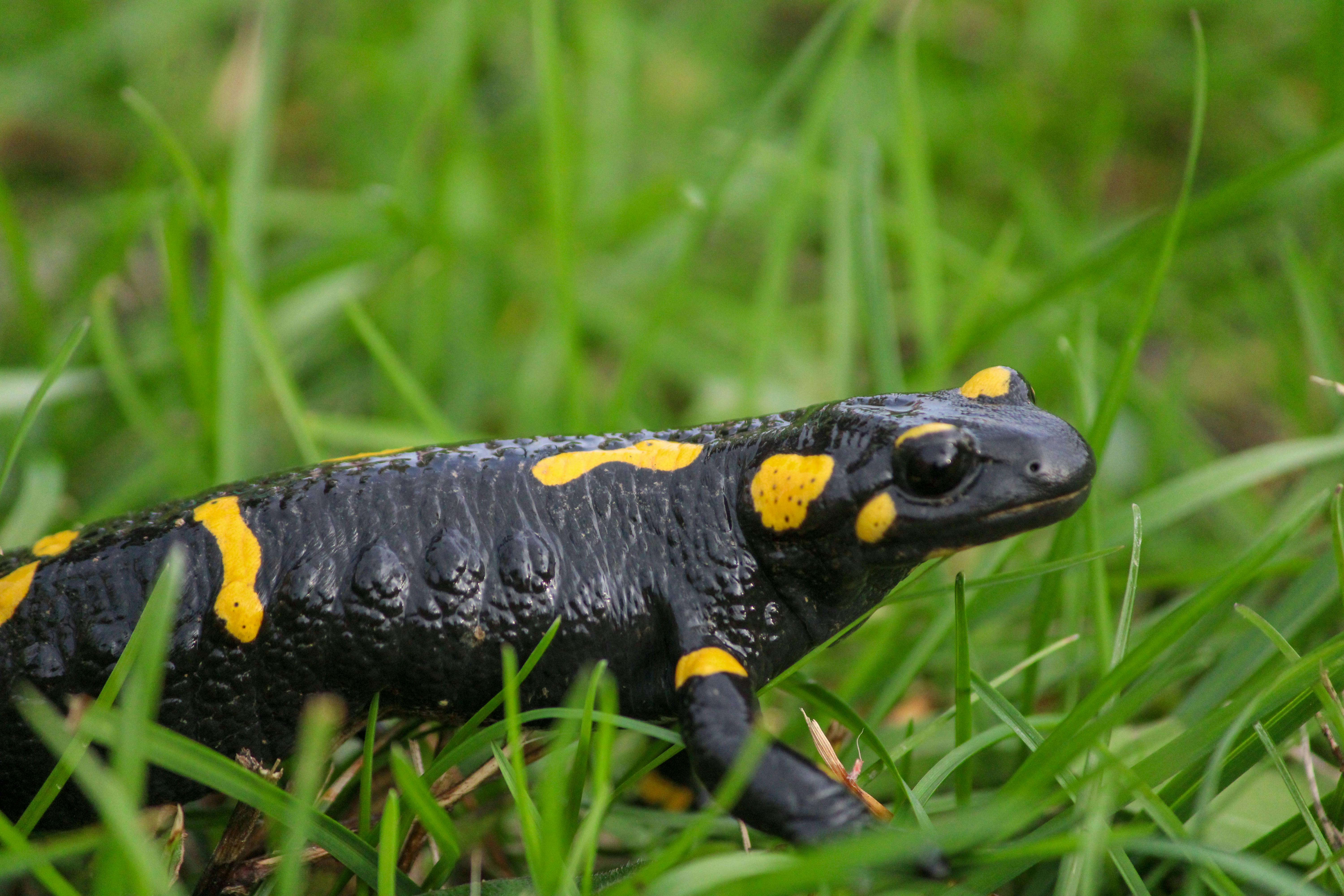 Fire Salamander Migration — Eifel Germany