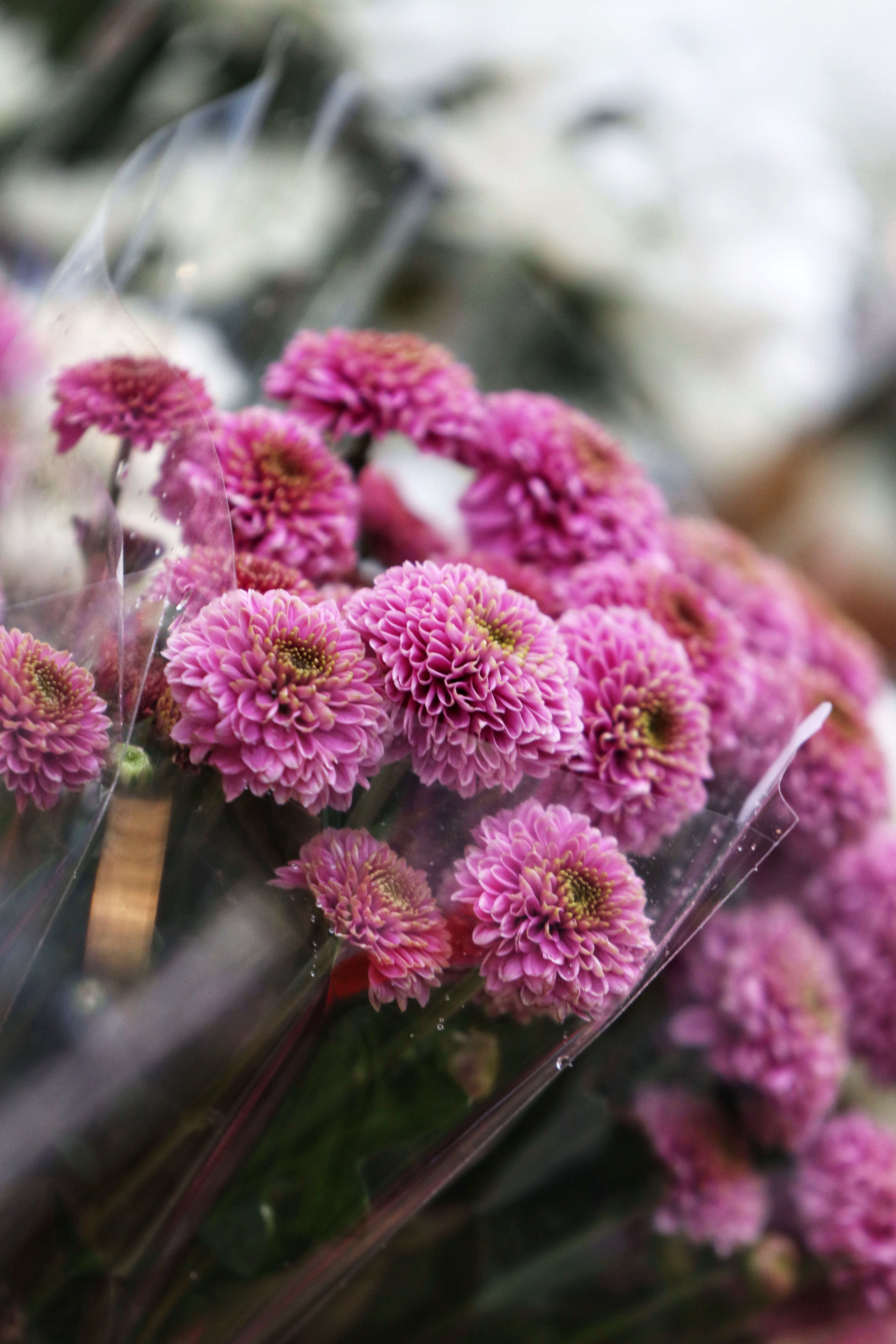 [ColoSach]-beautiful-pink-chrysanthemum-flowers-in-full-bloom-captured-in-jönköping,-sweden.