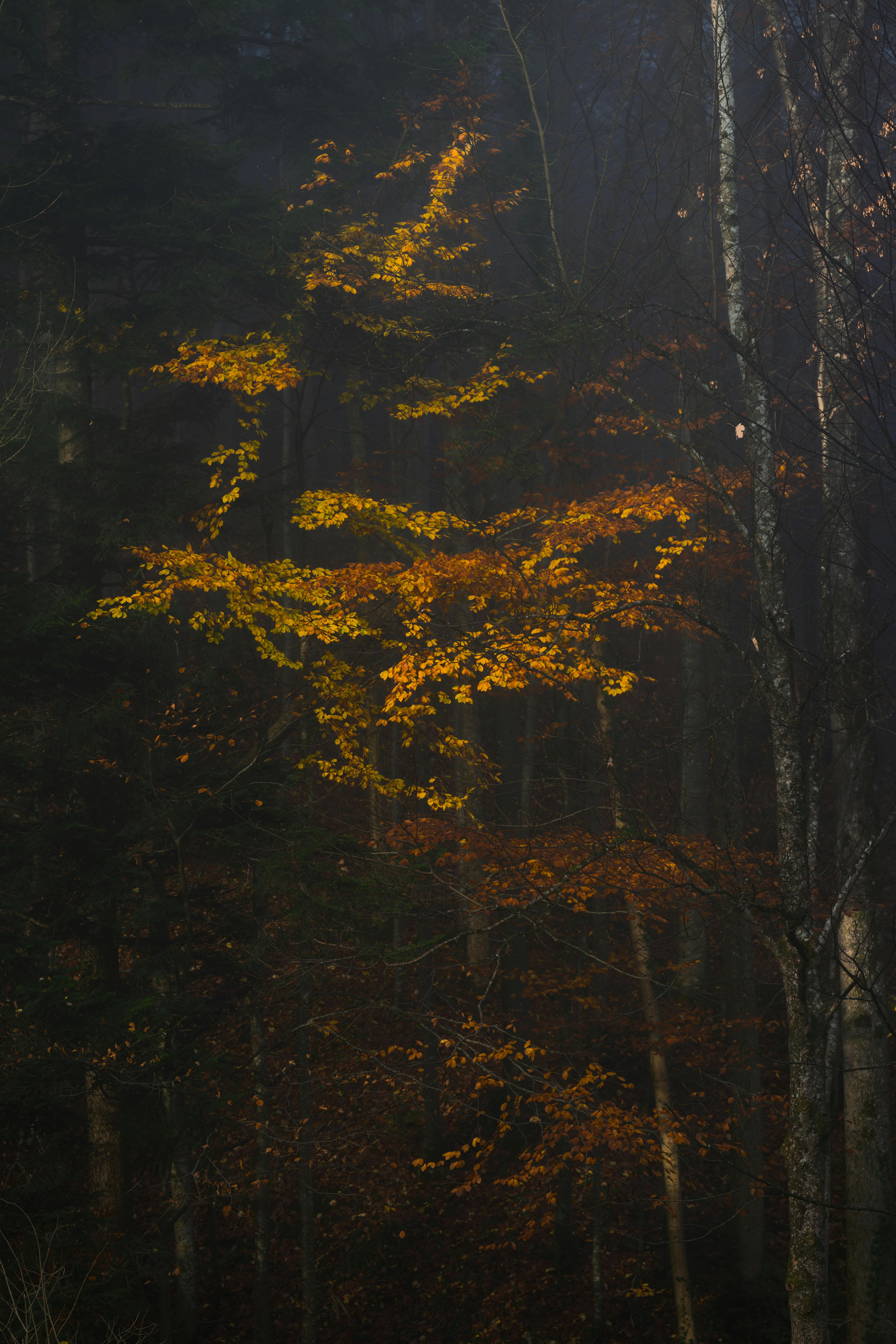 Enchanting view of golden leaves amidst a serene forest in Gmunden, Austria.