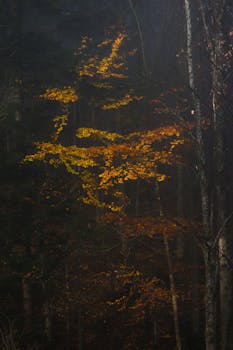 Enchanting view of golden leaves amidst a serene forest in Gmunden, Austria.