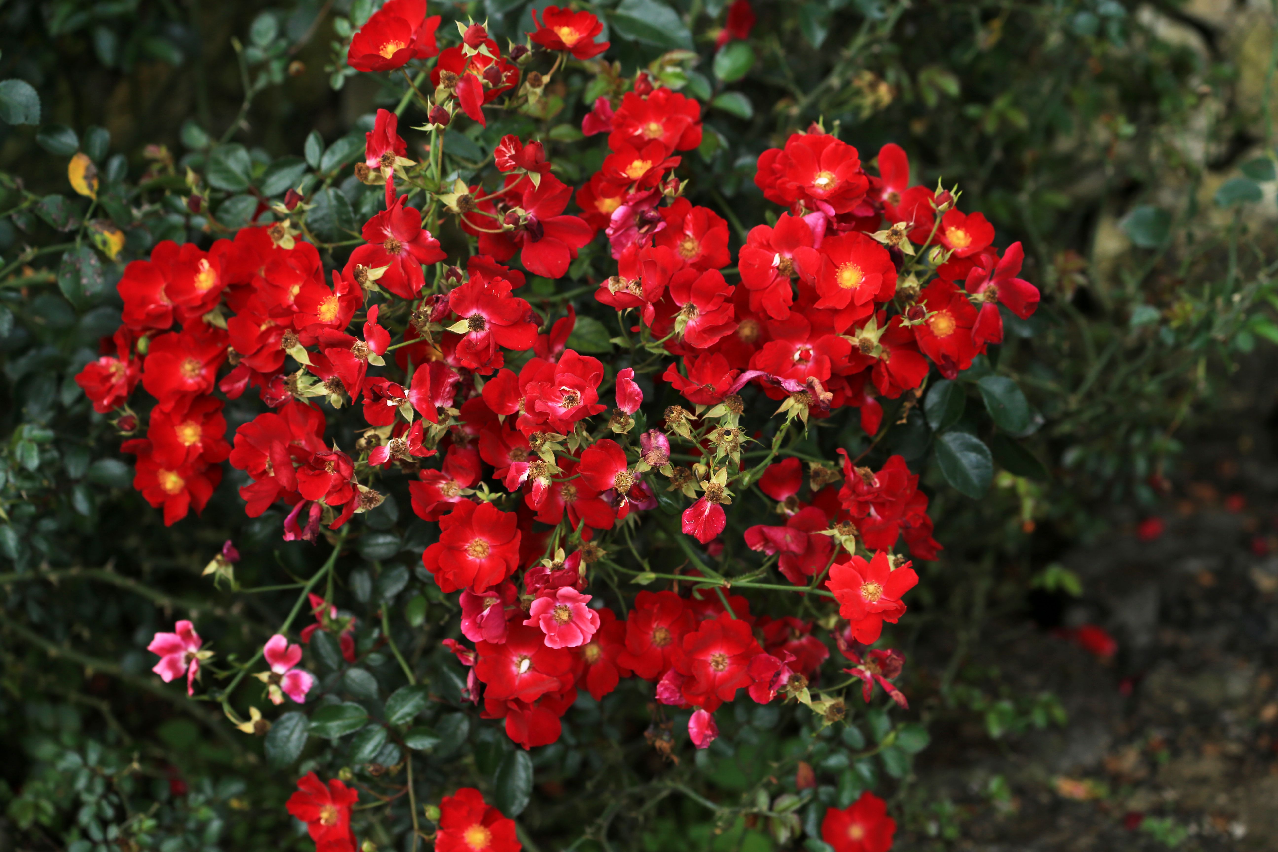 Vibrant Red Wild Roses in Lush Garden · Free Stock Photo