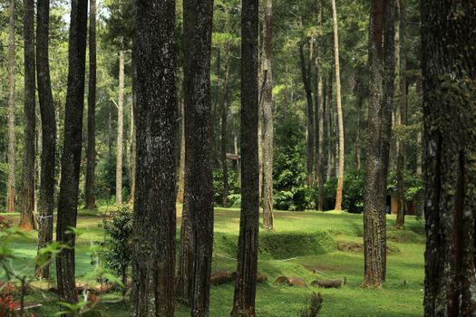 Peaceful forest scene with tall pine trees and lush green grass under daylight.