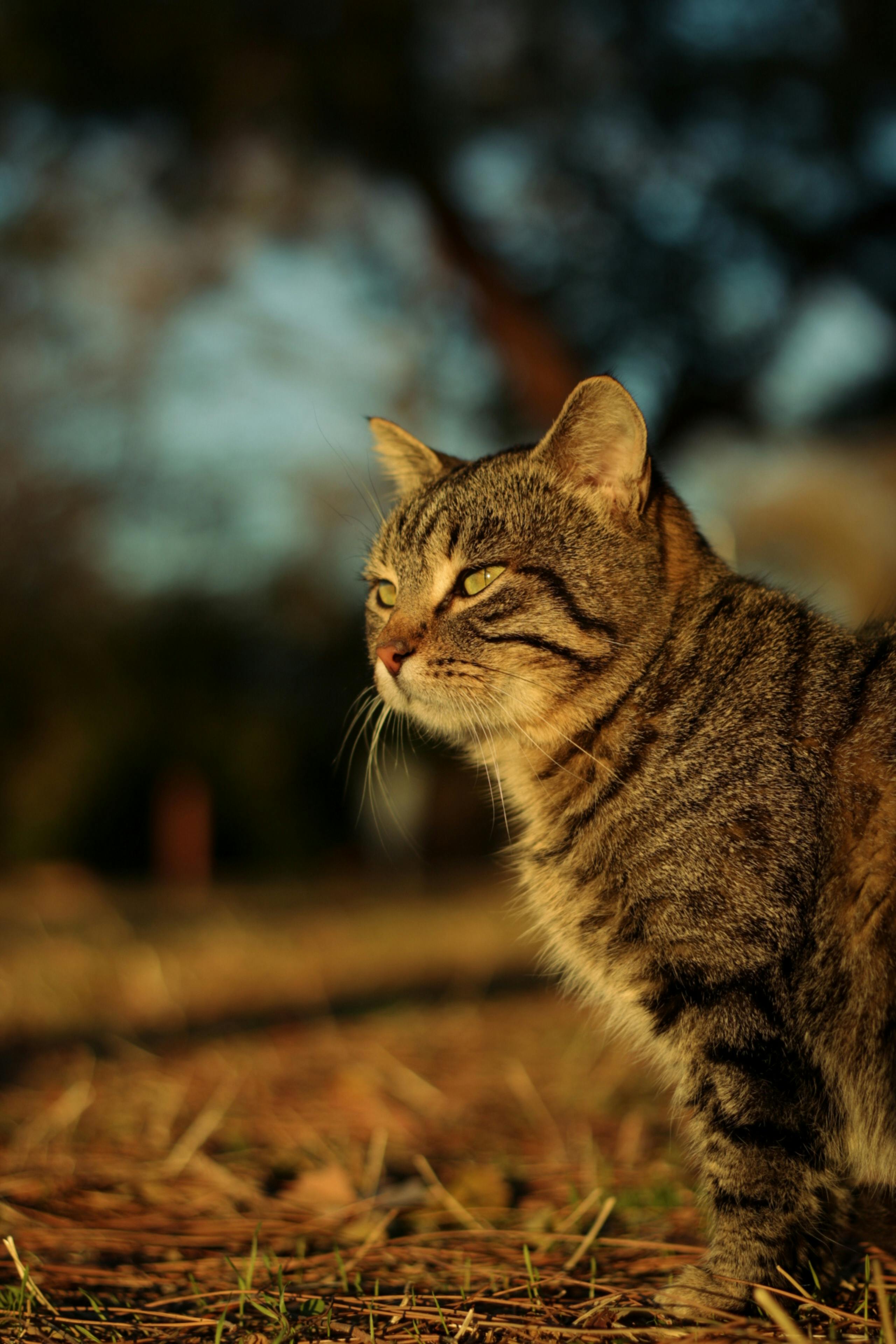 在加纳卡莱的田野里，一只虎斑猫凝视着日落