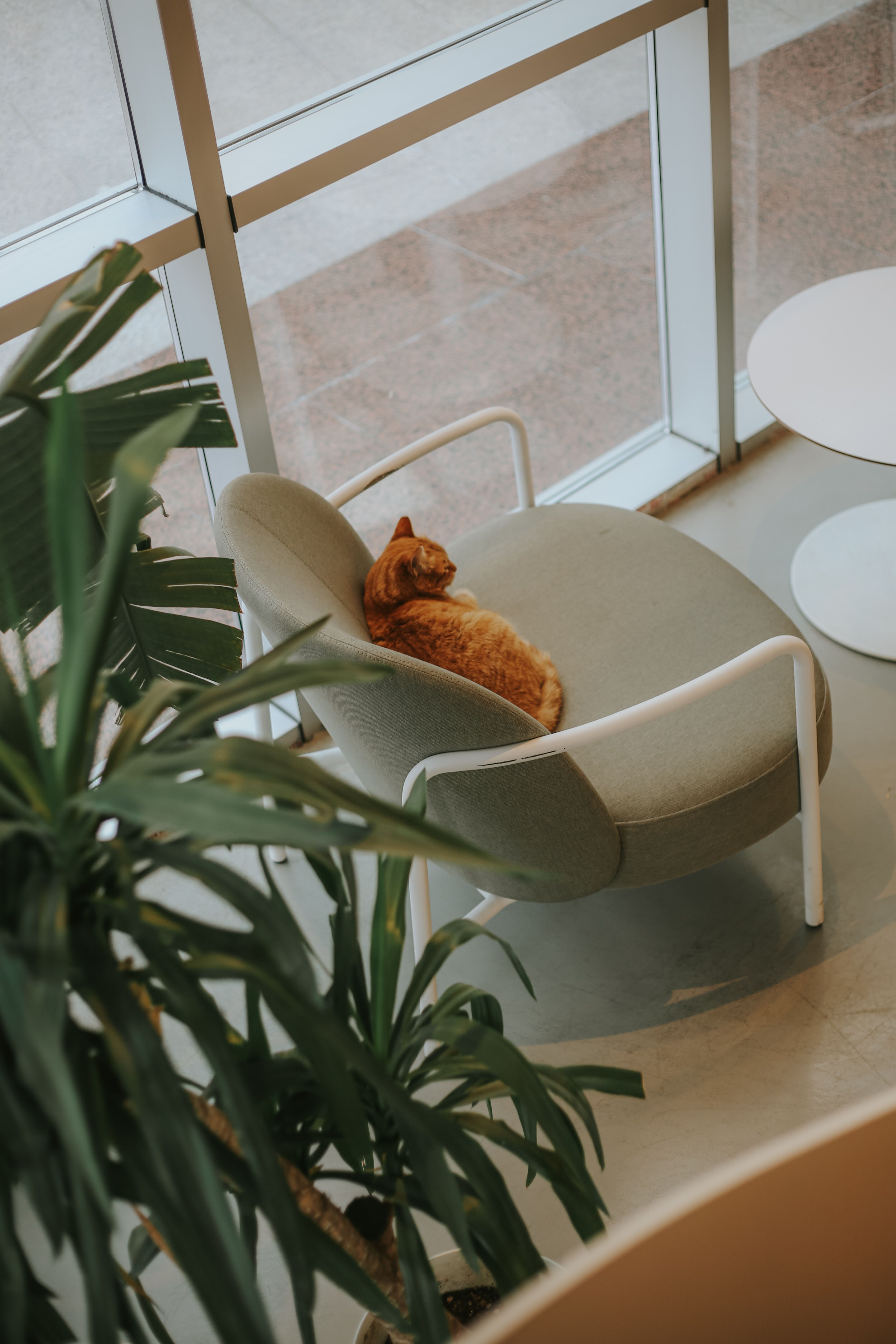 Cozy Cat Resting on Chair by Indoor Window · Free Stock Photo