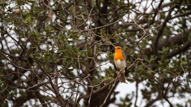 A vibrant European Robin perched on a tree branch in Antalya, Türkiye, capturing the essence of nature.