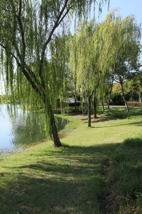Free A peaceful scene of willow trees beside a calm lake on a sunny spring day. Stock Photo