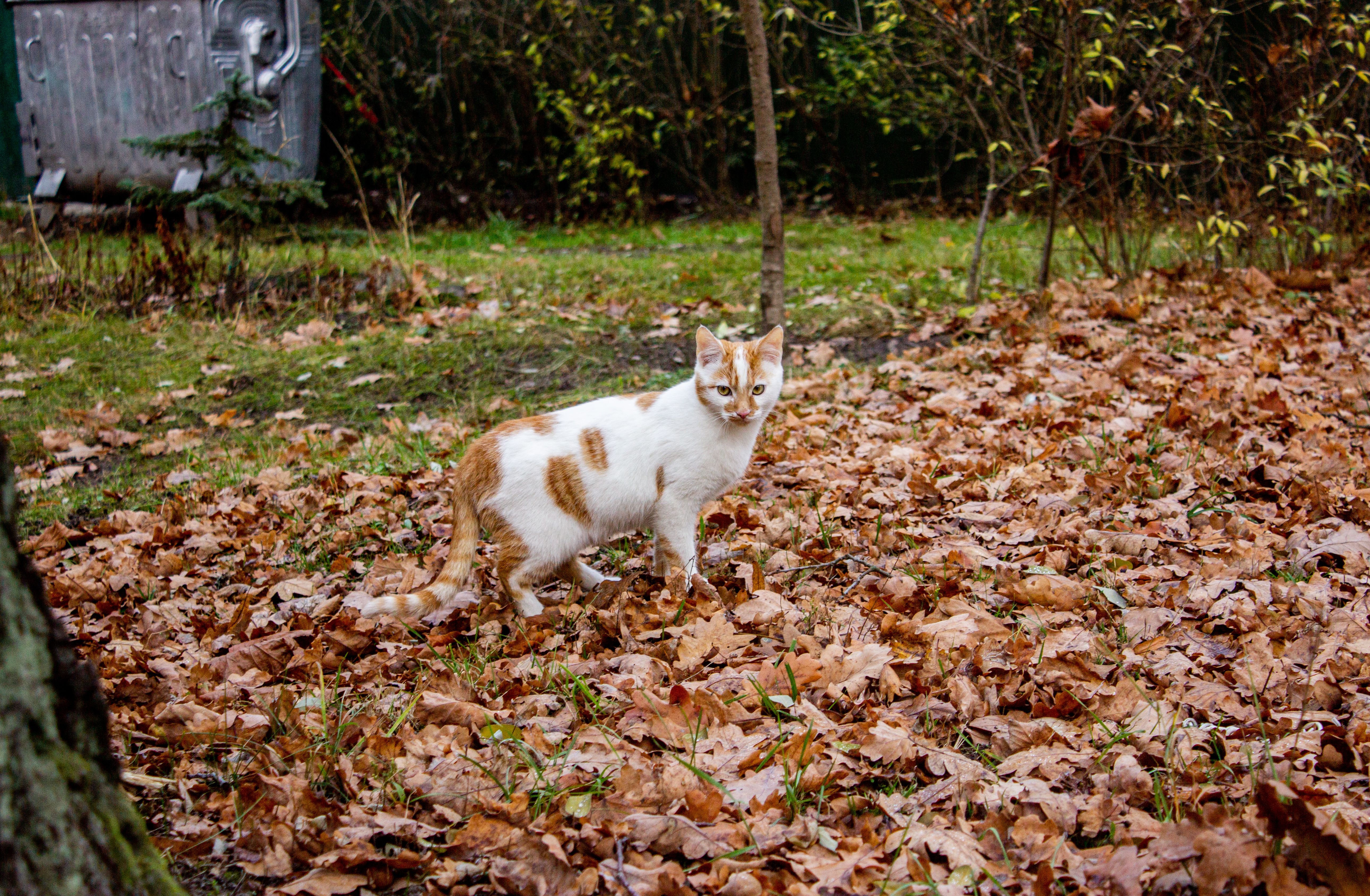 A ginger and white cat strolls through fallen autumn leaves, surrounded by nature.