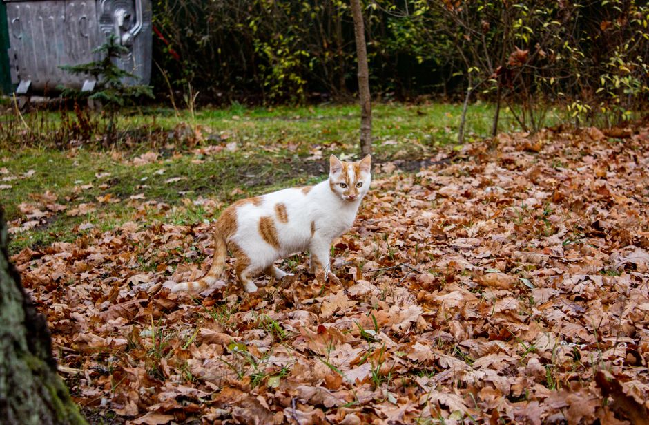 A ginger and white cat strolls through fallen autumn leaves, surrounded by nature.