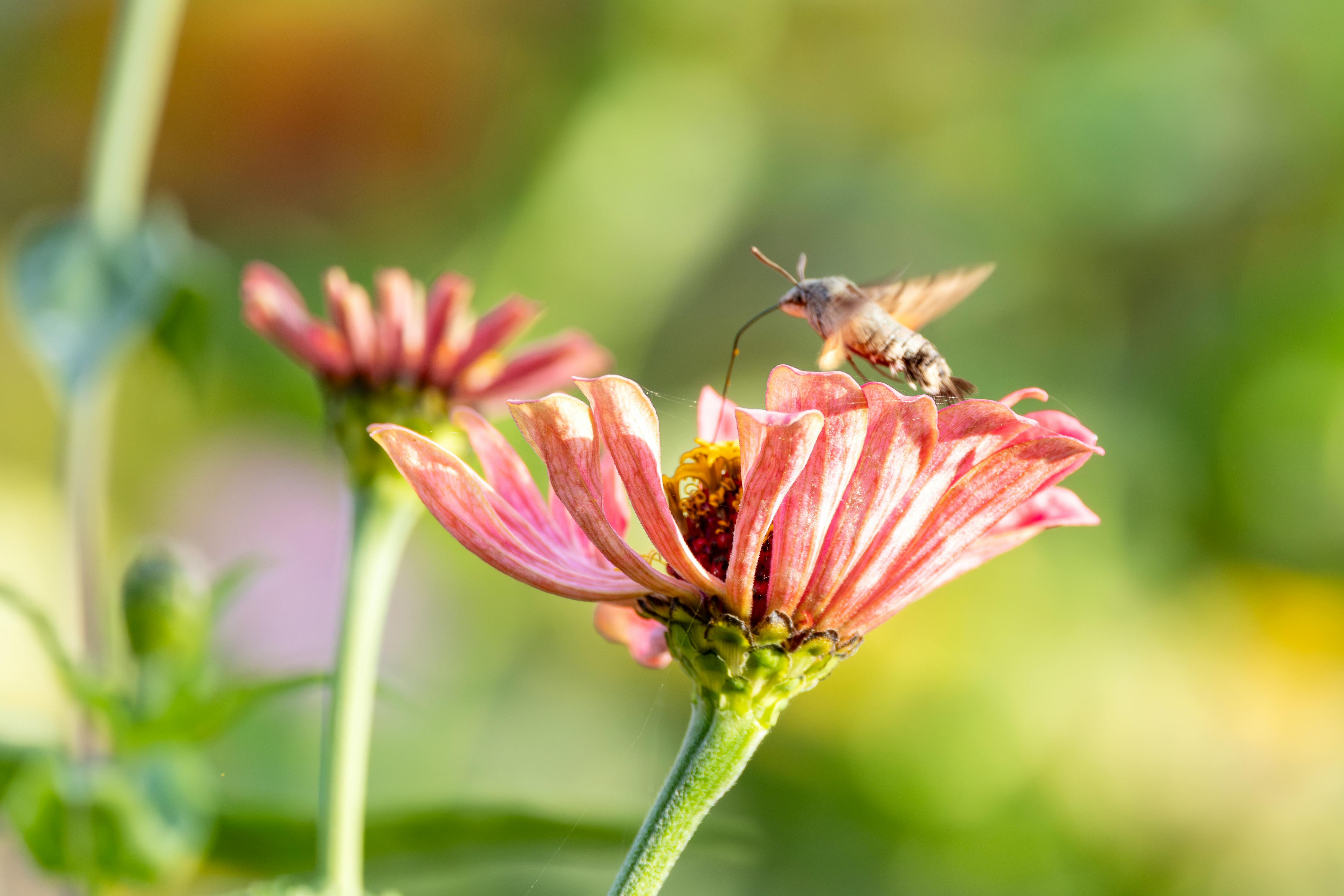 王代表出席2025布達佩斯國際蘭花展開幕 推動台匈文化交流