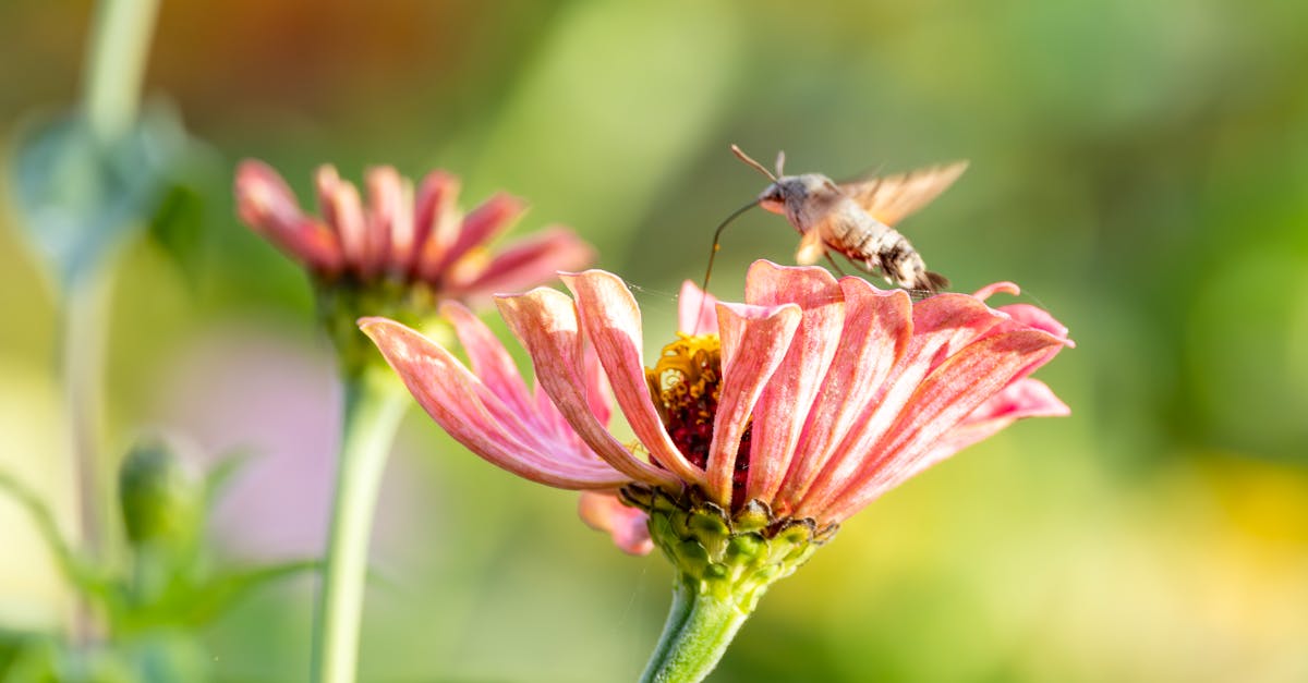 王代表出席2025布達佩斯國際蘭花展開幕 推動台匈文化交流