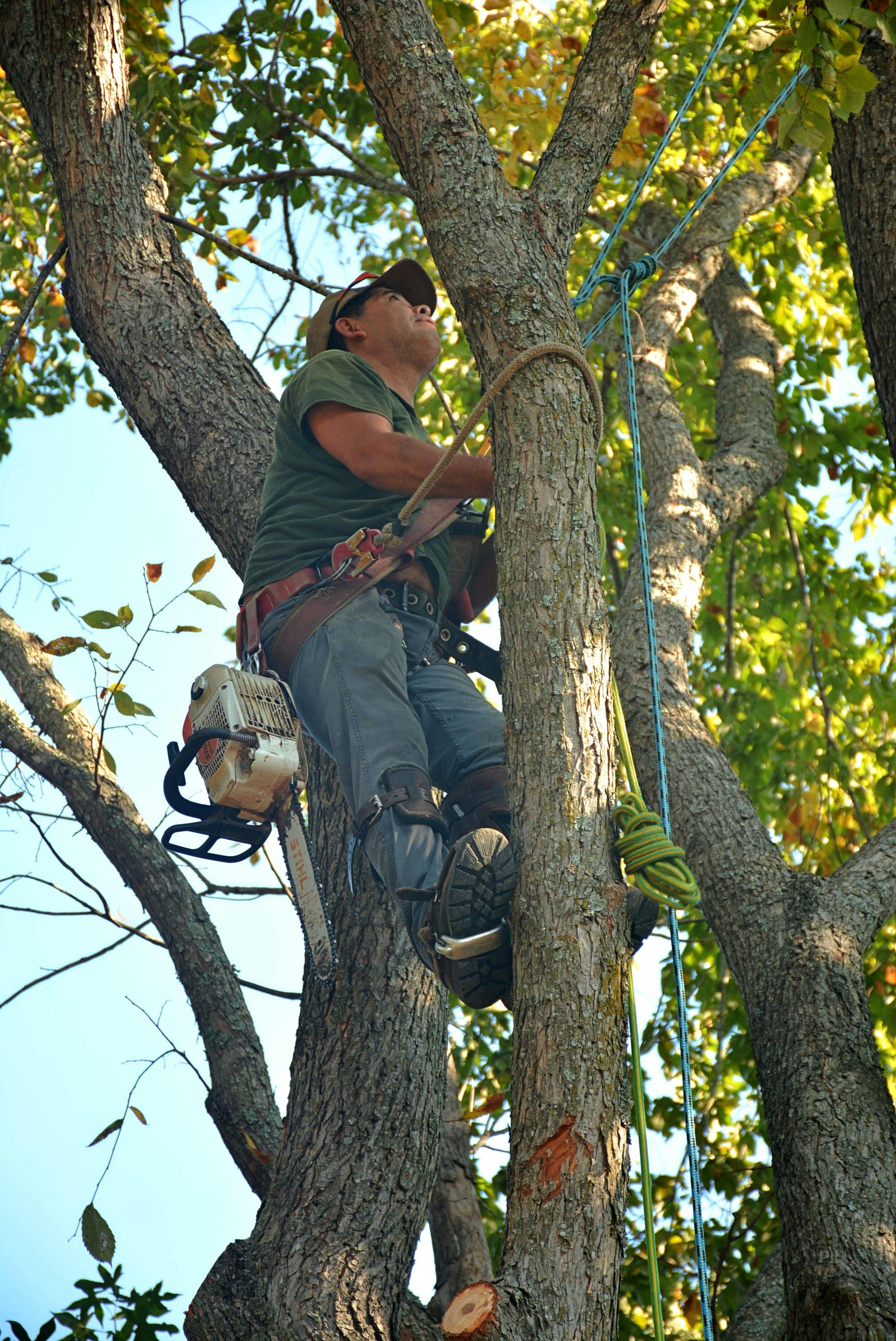 Élagueur professionnel équipé d’une tronçonneuse, attaché à un arbre pour une intervention de sécurité