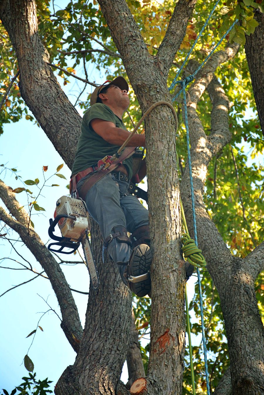 Tree trimming and pruning in Brantford