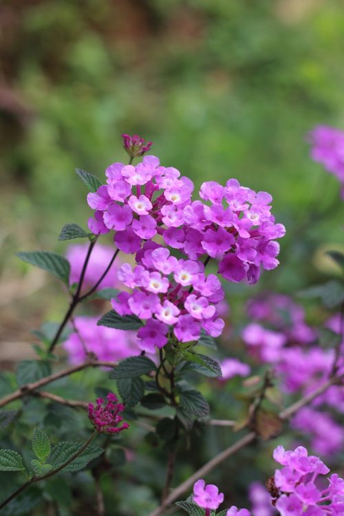 Free Beautiful purple lantana flowers captured outdoors in vibrant detail. Stock Photo