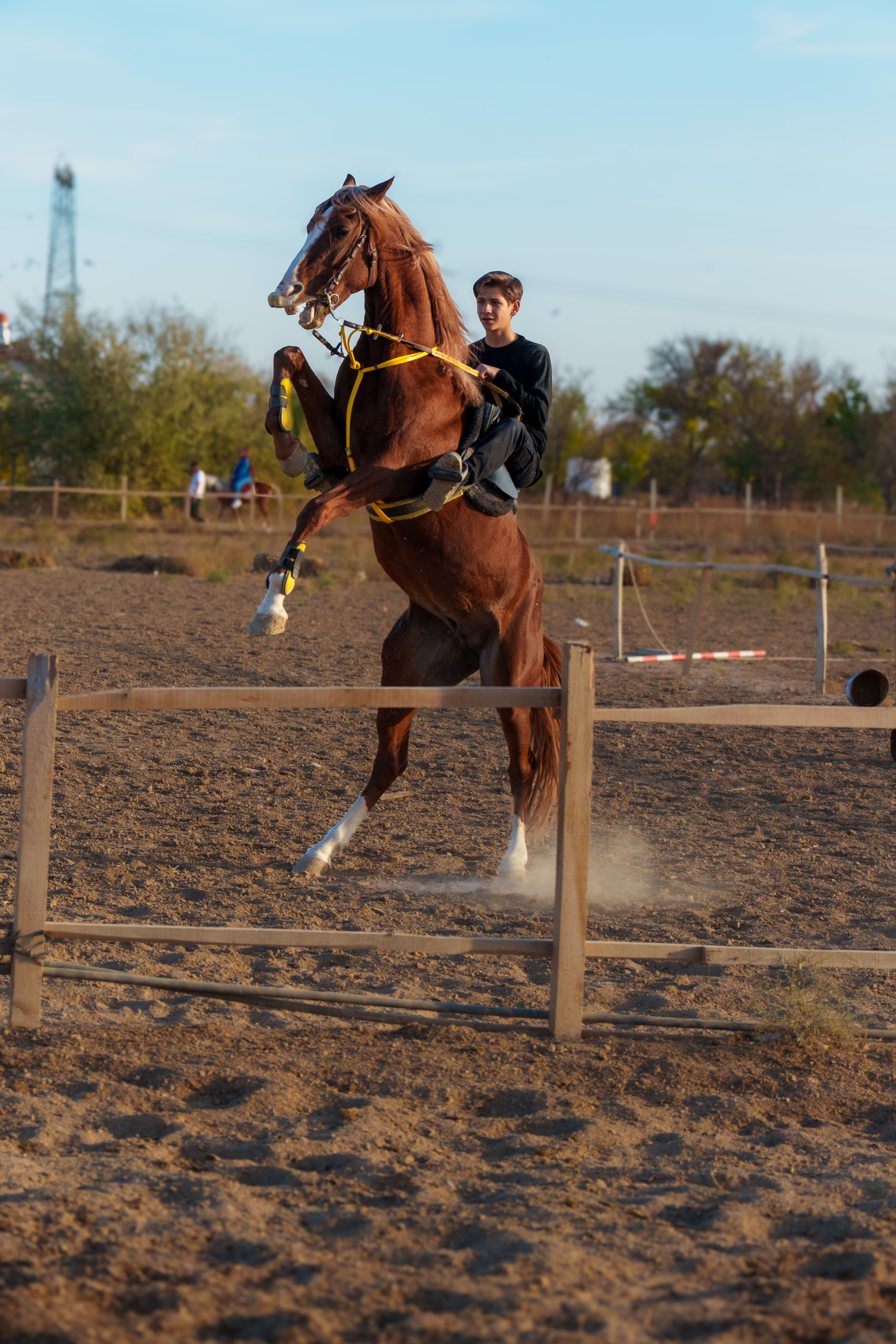 Rider Performing Equestrian Stunt Outdoors · Free Stock Photo