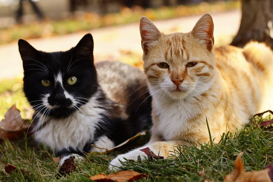 A black and white cat and an orange tabby cat relaxing on a grassy lawn with autumn leaves.