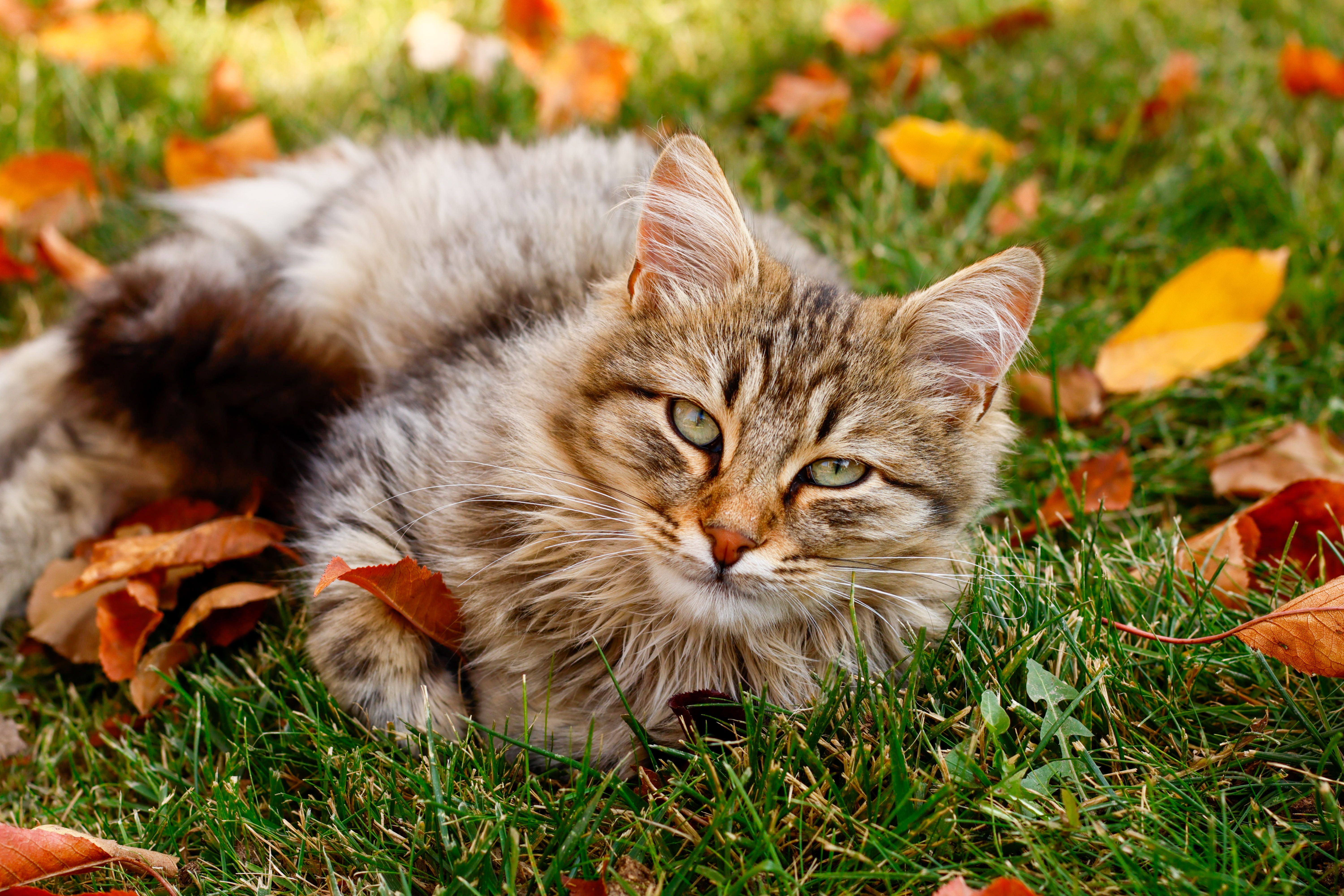 Spring Season Pet Safety Tips - WGN — Photo by Mehmet Guzel on Pexels