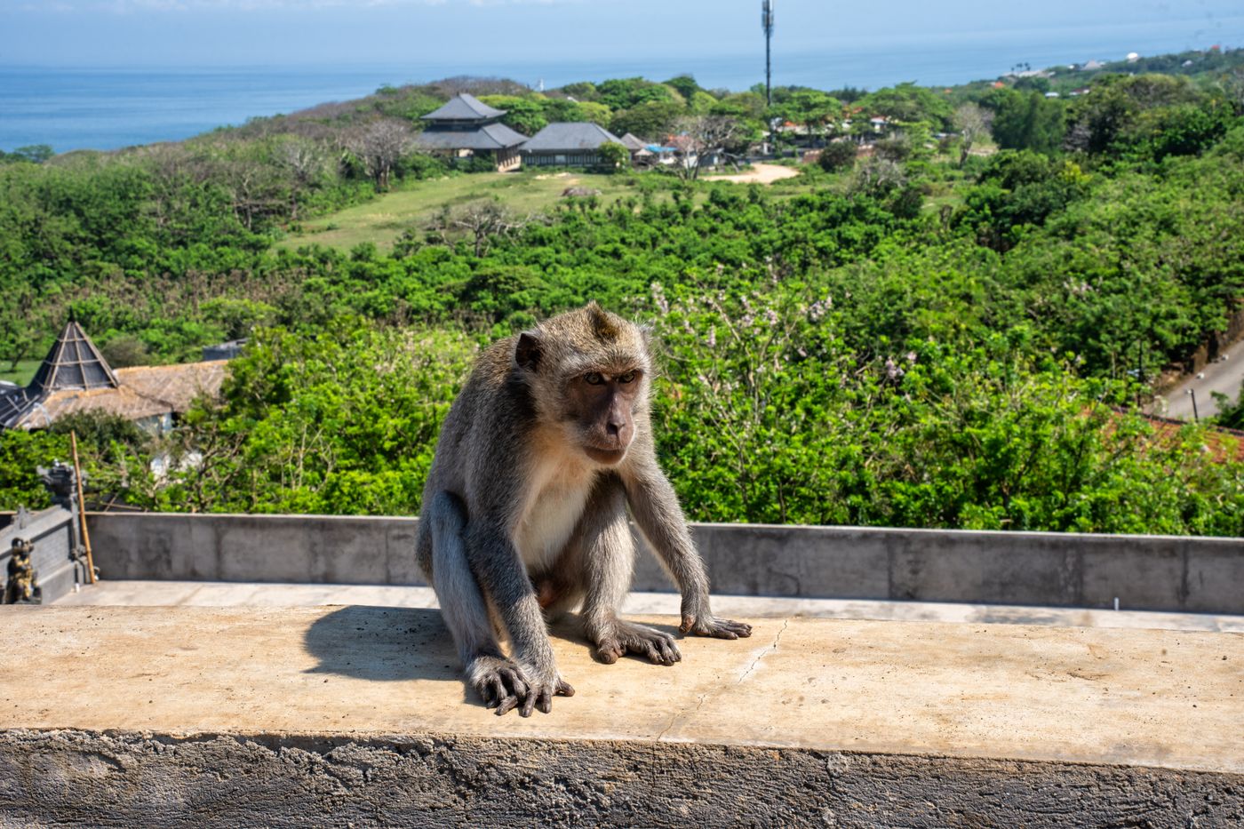 Monkey safety tips at Uluwatu Temple 2026 Bali ocean view