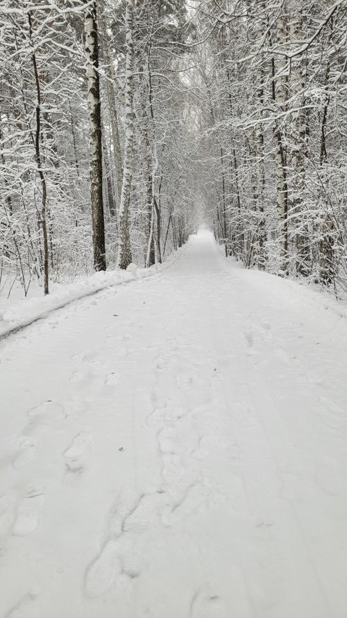 Free Serene winter landscape showcasing a snow-covered path through a tranquil forest. Stock Photo