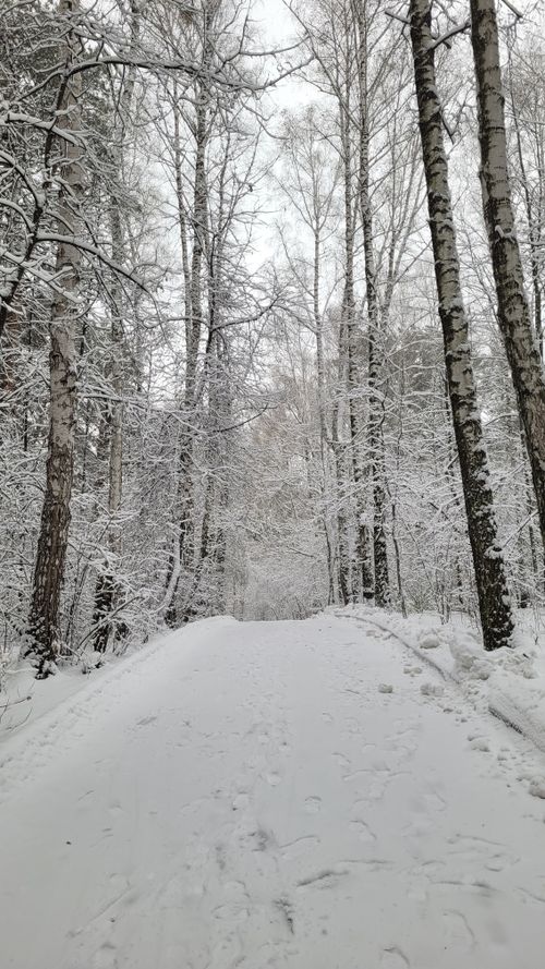 Free A serene winter scene with a snow-covered path through a bare forest. Stock Photo