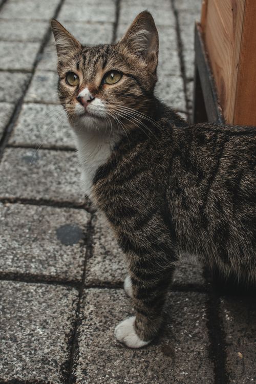 Free A tabby cat with striking stripes on a paved street, showcasing its curious nature. Stock Photo