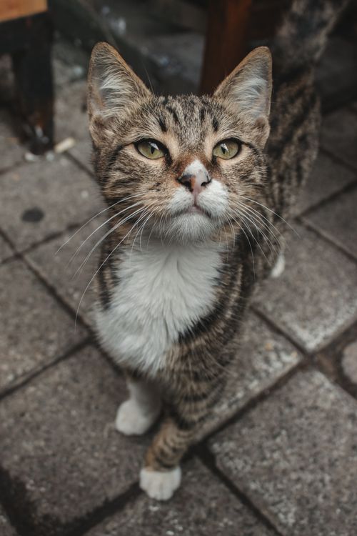 Free Adorable tabby cat looking up curiously on a cobblestone street. Perfect for pet-related content. Stock Photo
