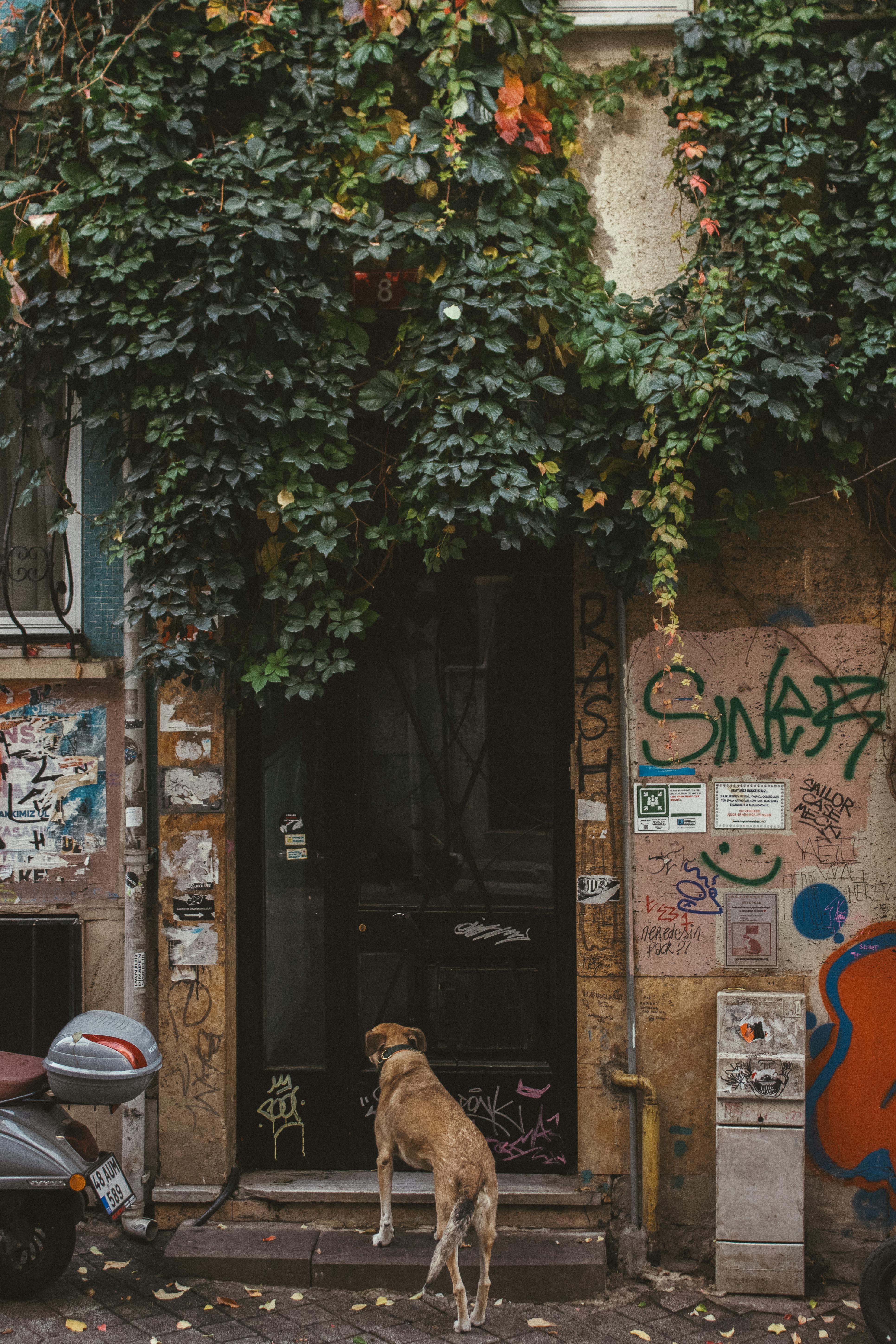 A brown dog stands at the entrance of a graffiti-covered building in a city street, surrounded by foliage.