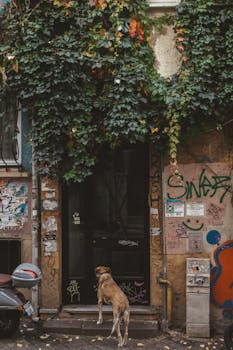 A brown dog stands at the entrance of a graffiti-covered building in a city street, surrounded by foliage.