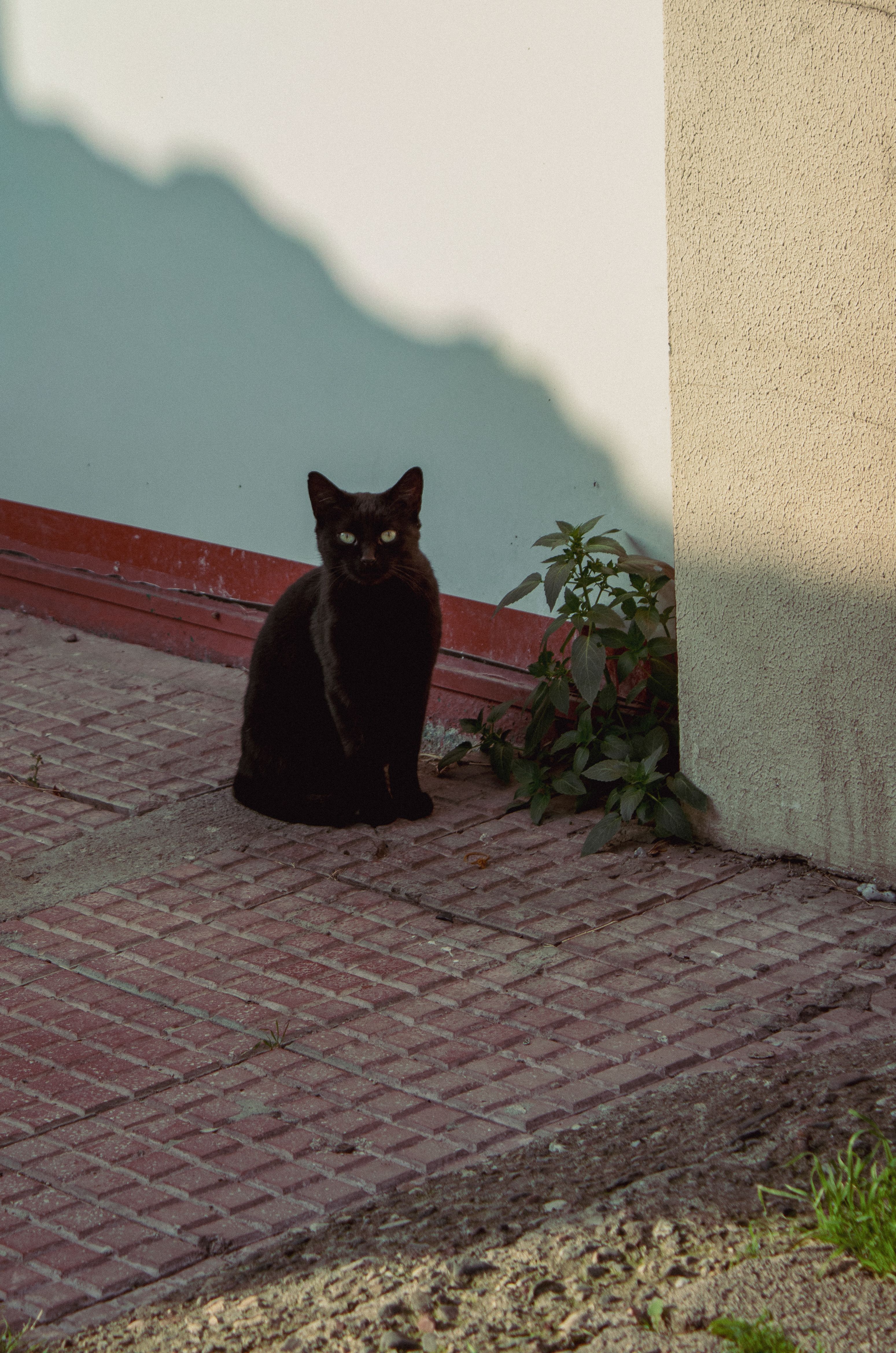 Black Cat Lying on Gray Concrete Floor · Free Stock Photo