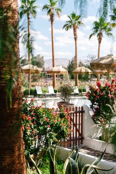 Relax by a serene poolside with palm trees and vibrant flowers, perfect for a tropical getaway.