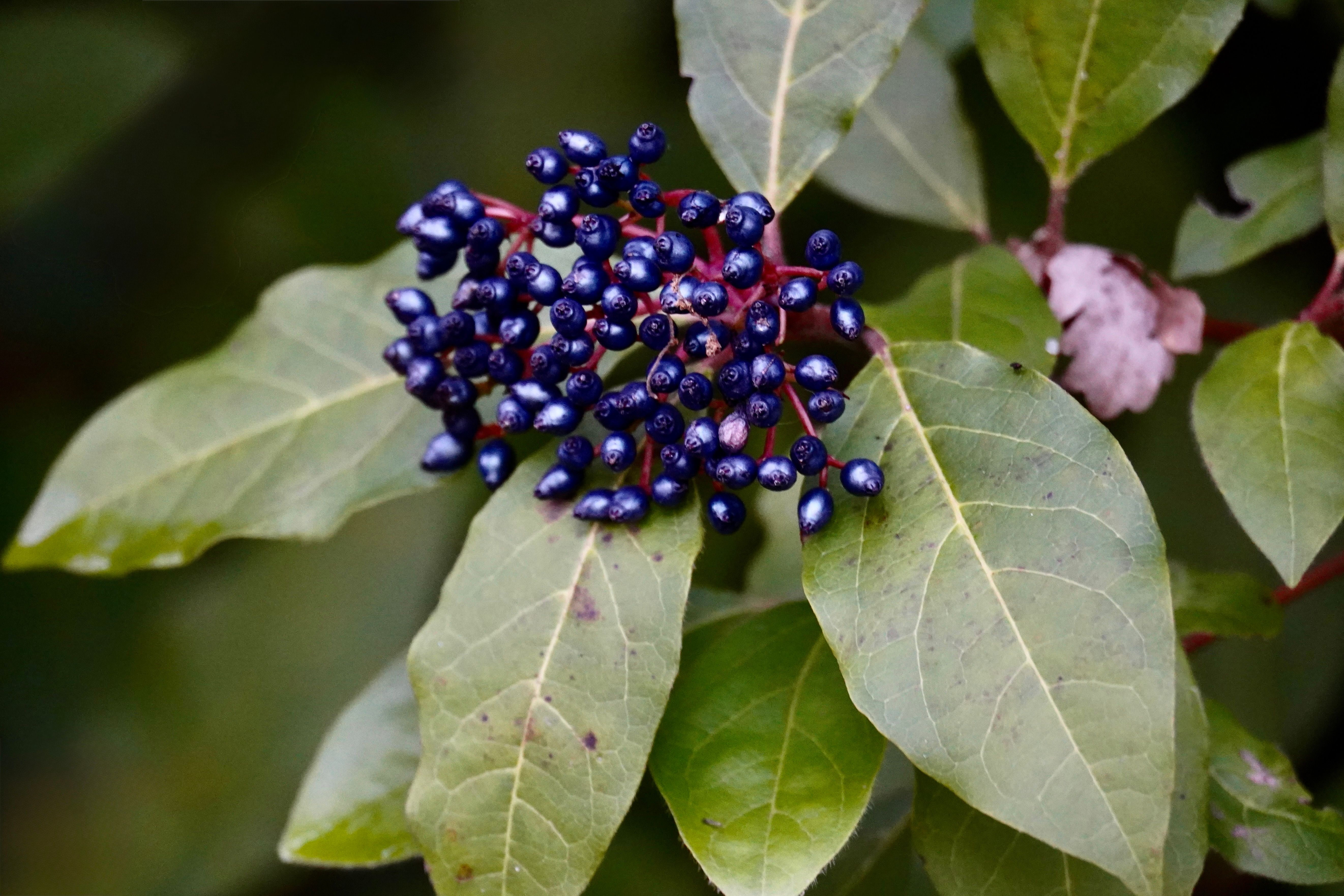 Viburnum Berries Plant Profile