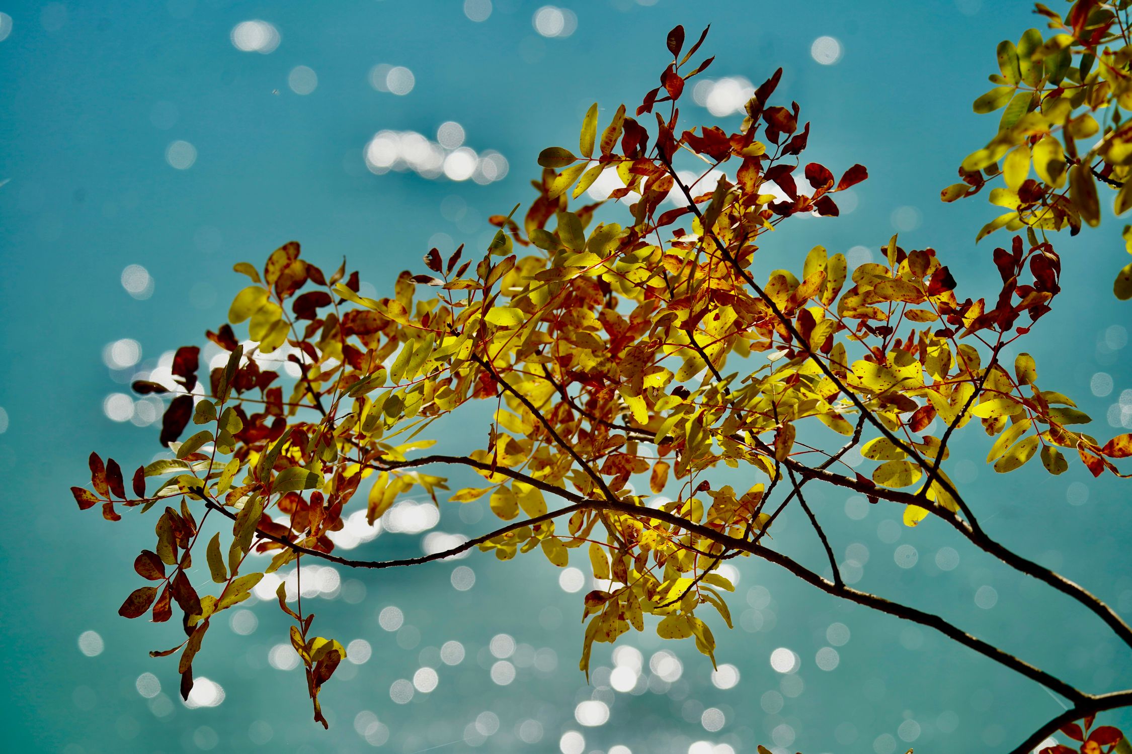 Vibrant Autumn Leaves Over Water Bokeh · Free Stock Photo