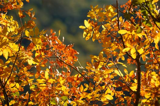 Vibrant autumn leaves in shades of yellow and orange glowing in sunlight.