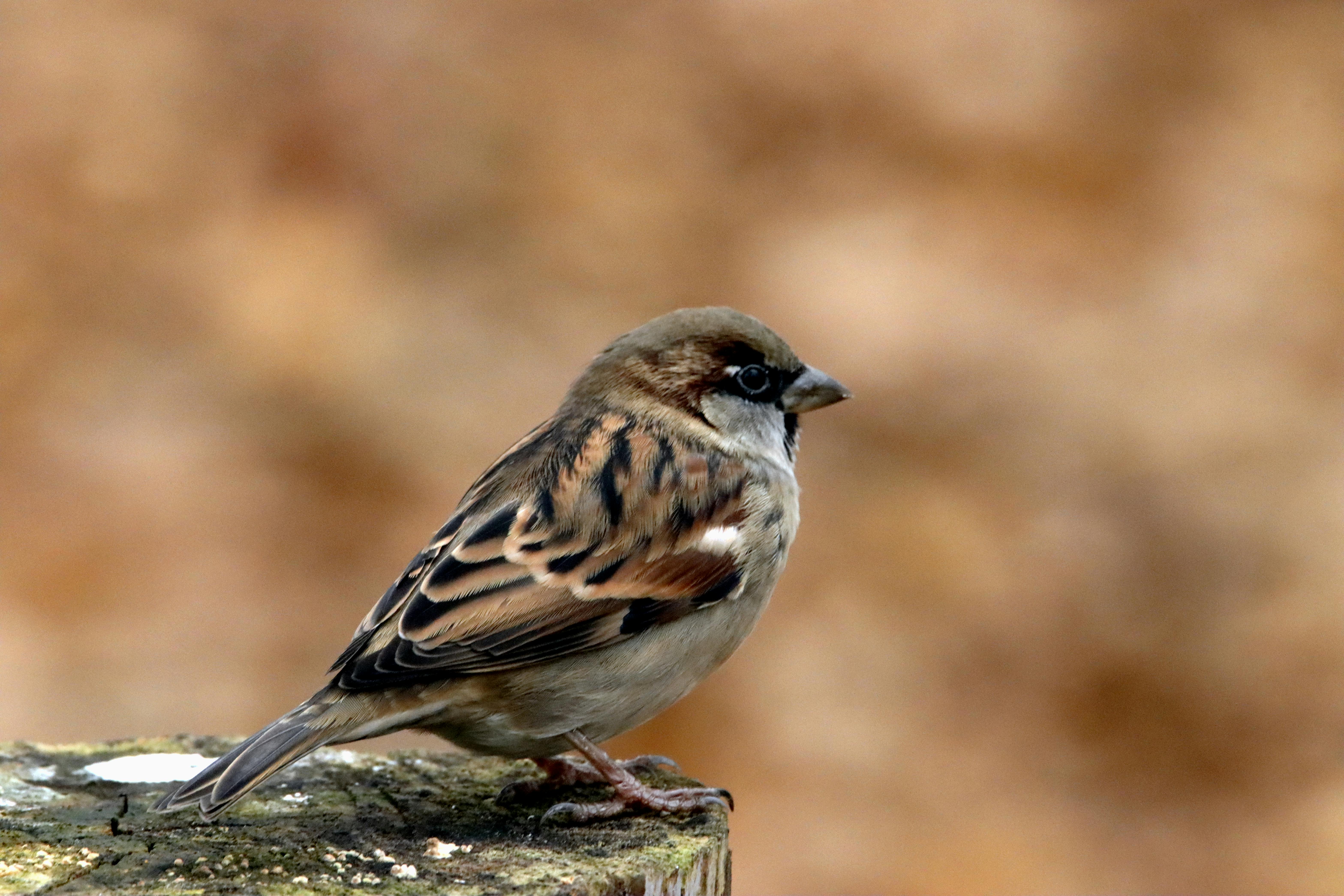 Hidden Secrets of Mystical Woods: Exploring Nature's Mysteries
