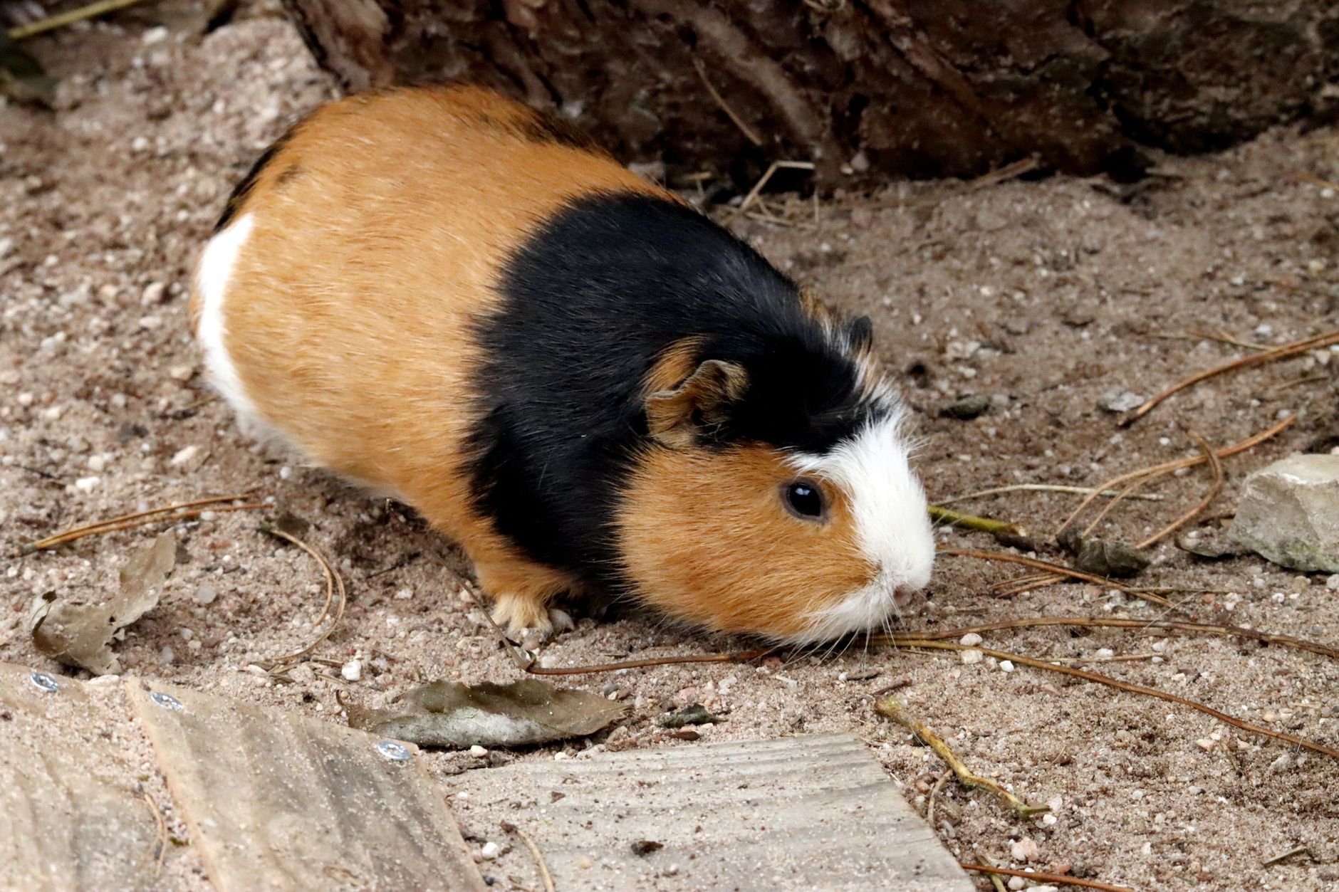 Portrait of a guinea pig at a veterinary clinic