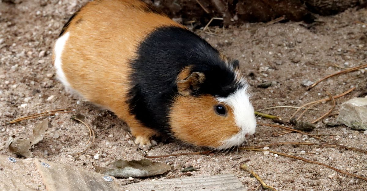 Photo of Guinea