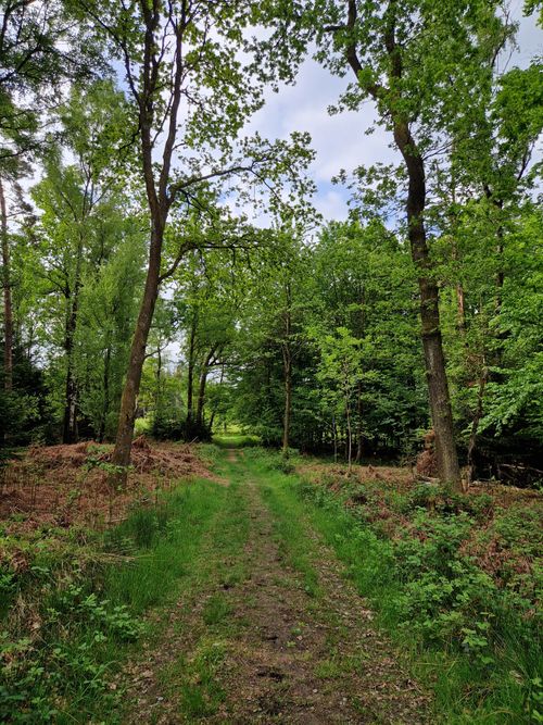 Free Peaceful forest trail surrounded by lush green trees and a clear sky. Stock Photo