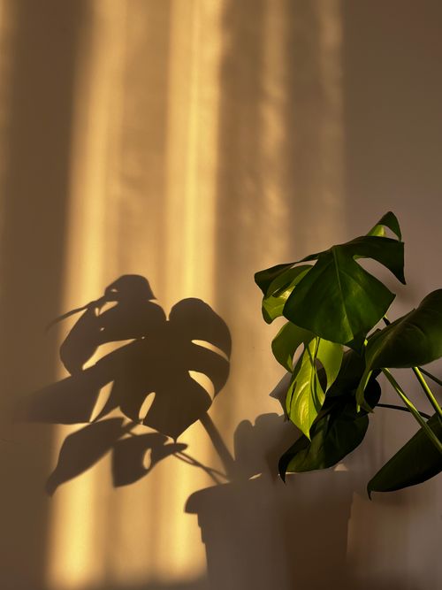 Free A Monstera plant casting artistic shadows on a sunlit wall, creating a serene indoor atmosphere. Stock Photo
