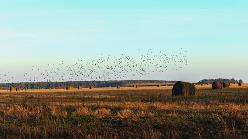 Flock of Birds Flying over Brown Grass Field