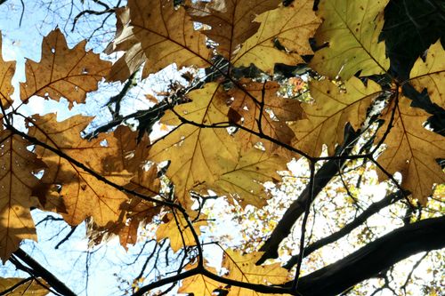 Free Golden autumn leaves captured against a clear blue sky, showcasing the beauty of fall. Stock Photo