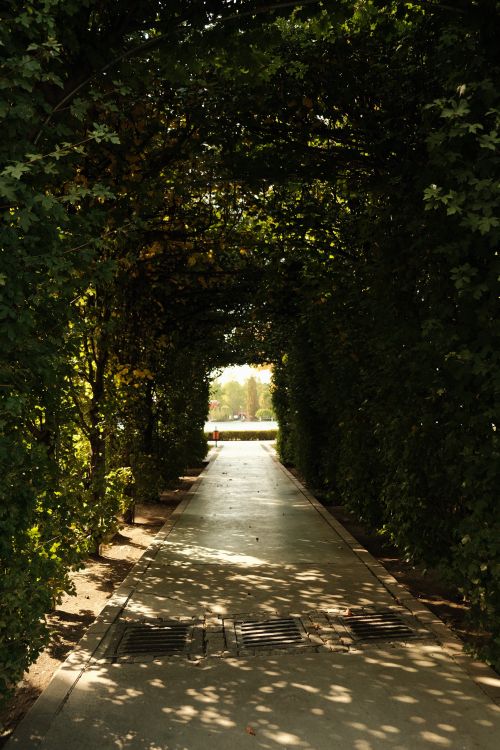 Free Sunlit pathway through a lush green leafy tunnel in Ankara park. Stock Photo