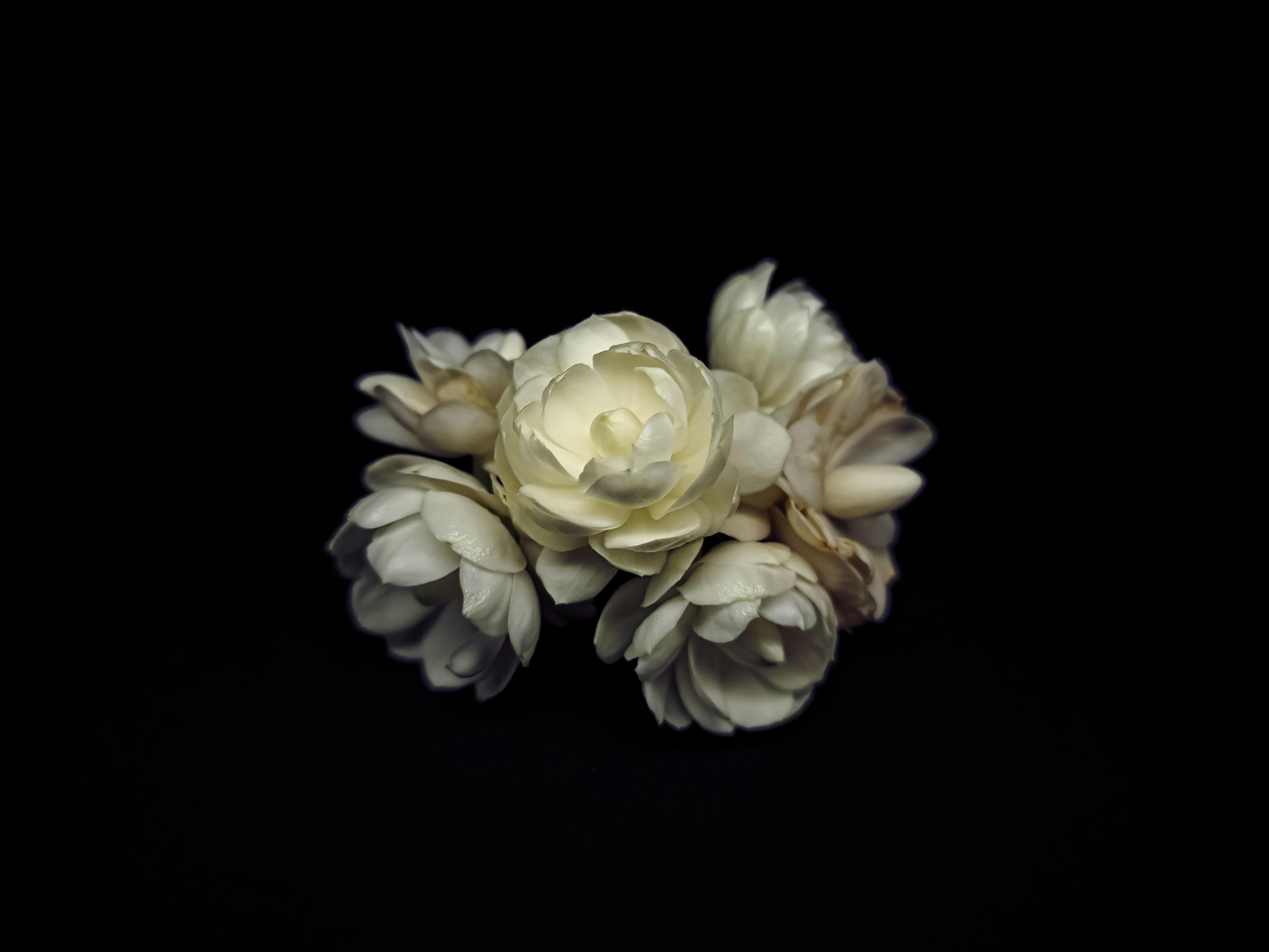 王代表出席2025布達佩斯國際蘭花展開幕 推動台匈文化交流