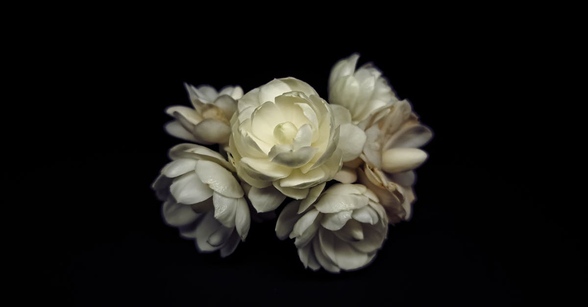 王代表出席2025布達佩斯國際蘭花展開幕 推動台匈文化交流