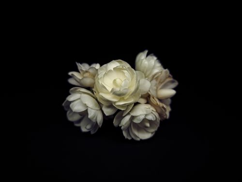 Free Close-up of white jasmine flowers in a dramatic black setting, highlighting natural beauty. Stock Photo
