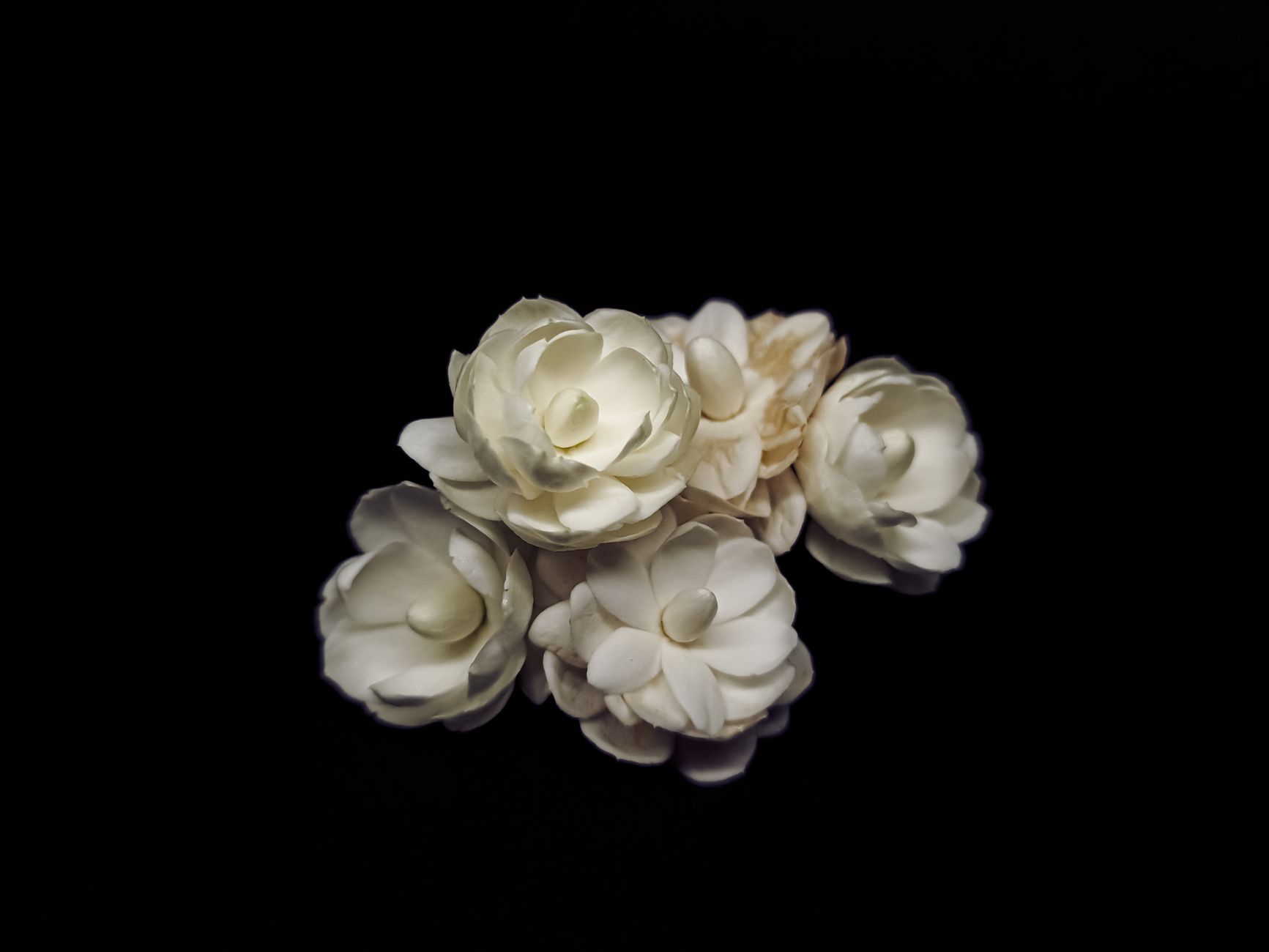 Vibrant close-up of delicate white jasmine flowers on a dark background, capturing their elegance and purity.